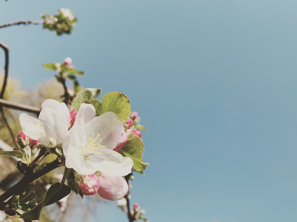 a branch with white and pink flowers against a blue sky