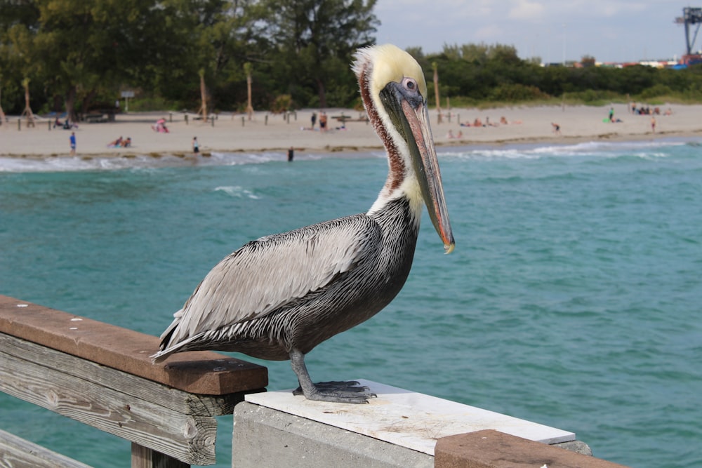 gray and yellow pelican standing on wooden rail