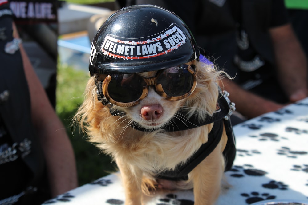 long-coated dog wearing black helmet