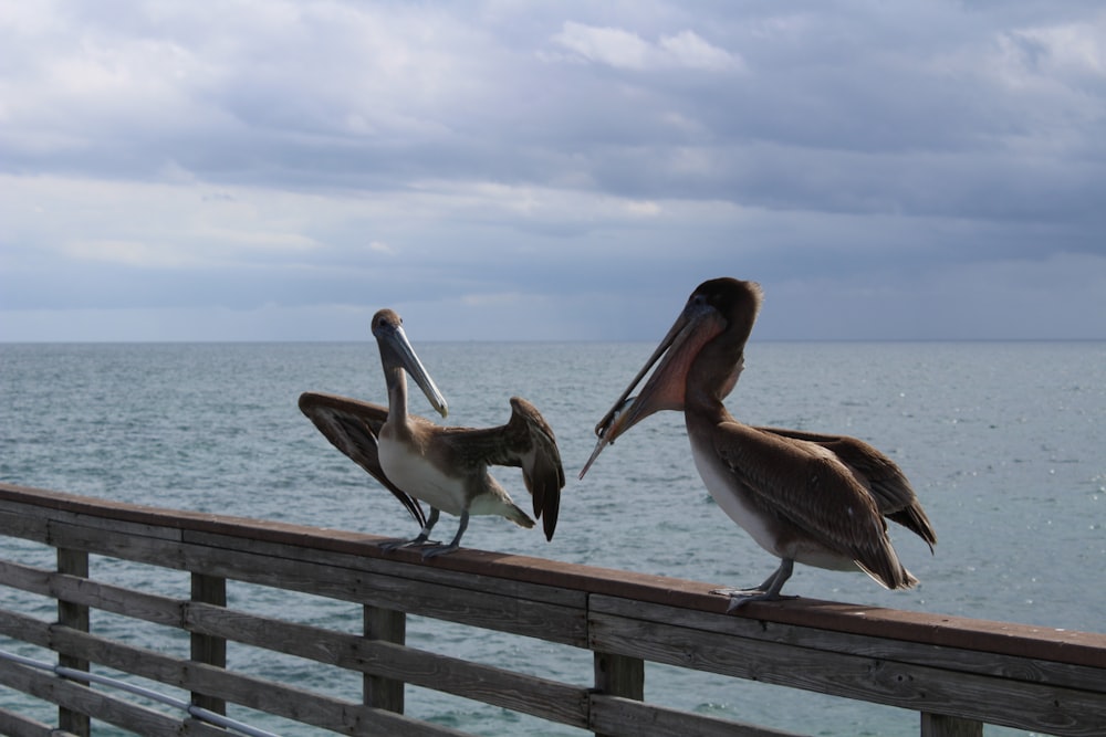 two long-beaked birds on gray wooden fence during daytime