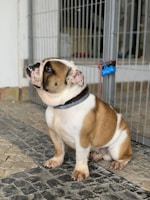 A bulldog is sitting on a stone walkway, gazing upwards. Behind the dog, there is a metal gate with a lock, and a wall in the background. The dog has a sturdy build, a brindle and white coat, and wears a dark collar.
