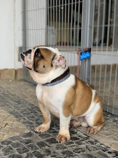 A bulldog is sitting on a stone walkway, gazing upwards. Behind the dog, there is a metal gate with a lock, and a wall in the background. The dog has a sturdy build, a brindle and white coat, and wears a dark collar.