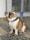 A bulldog is sitting on a stone walkway, gazing upwards. Behind the dog, there is a metal gate with a lock, and a wall in the background. The dog has a sturdy build, a brindle and white coat, and wears a dark collar.