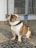 A bulldog is sitting on a stone walkway, gazing upwards. Behind the dog, there is a metal gate with a lock, and a wall in the background. The dog has a sturdy build, a brindle and white coat, and wears a dark collar.