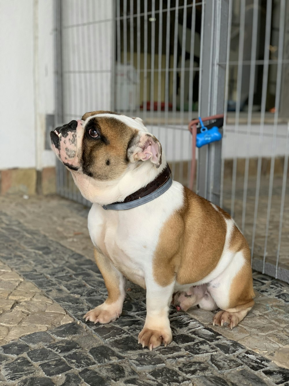 white and fawn English bulldog sits beside metal gate