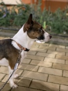 A small, alert dog with a white and brown coat stands on a paved surface. The dog is wearing a collar and a leash. Surrounding the dog are blurred green plants and an orange background.