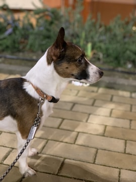A small, alert dog with a white and brown coat stands on a paved surface. The dog is wearing a collar and a leash. Surrounding the dog are blurred green plants and an orange background.