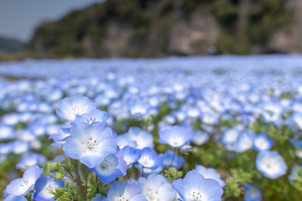 fotografia de foco seletivo do campo de flores de pétalas azuis e brancas durante o dia