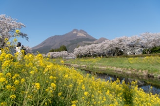 A scenic view of Japan's countryside with mountains and cherry blossoms.