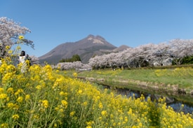 A scenic landscape featuring a mountain in the background, surrounded by cherry blossom trees in full bloom. A clear blue sky sets the scene above a tranquil stream, lined with vibrant yellow flowers in the foreground. A person can be seen taking a photograph of this picturesque view.