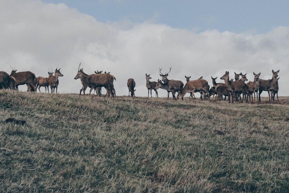 herd of deer on grass field