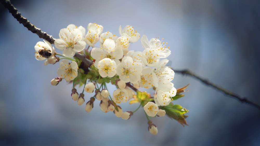 white-petaled flowers on selective focus photography