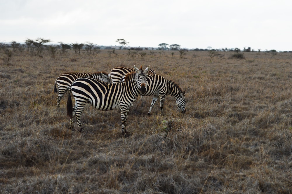 a group of zebras are standing in a field