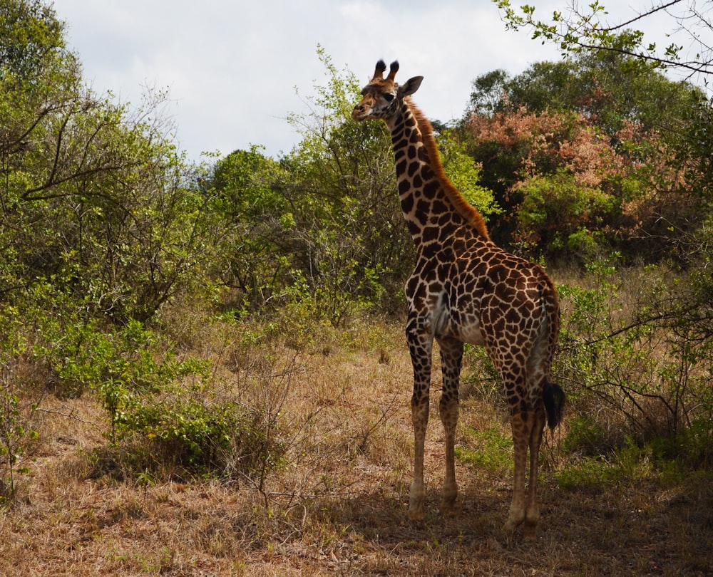 giraffe in forest