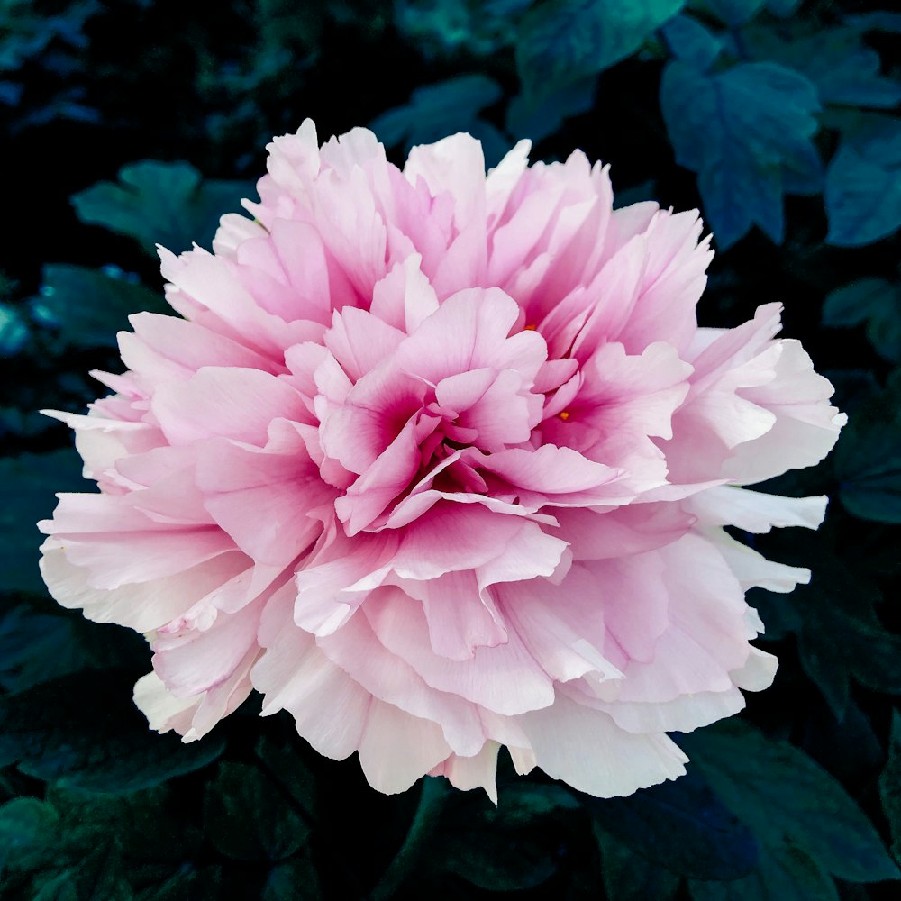 selective focus photography of pink-petaled flower in bloom during daytime