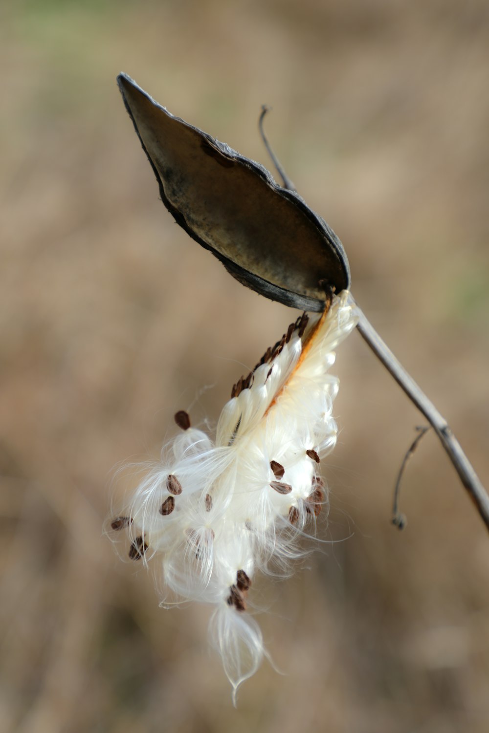 Selektive Fokusfotografie der weißen Blume