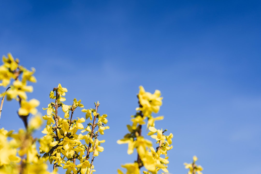 yellow petaled flowers during daytime