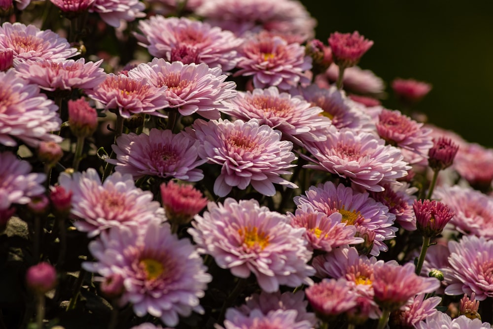 pink and orange petaled flower bloom selective focus photography