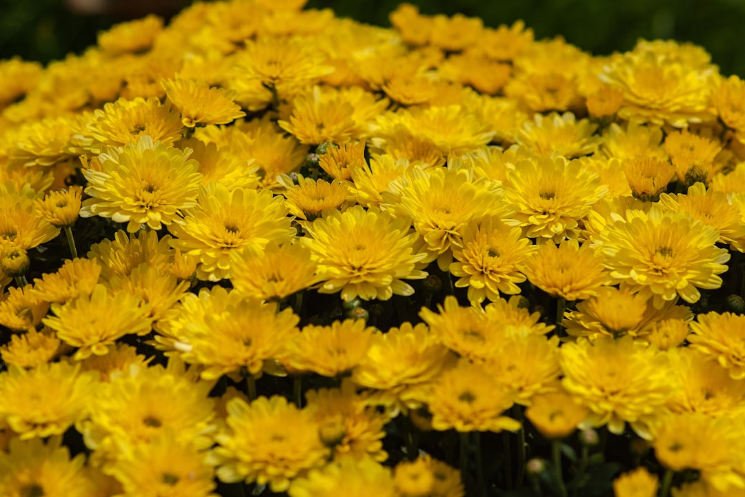 selective focus photography of yellow petaled flowers