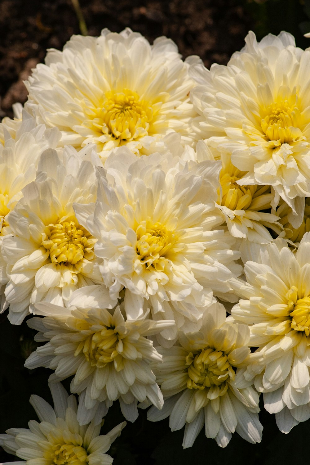 white and yellow flower arrangement