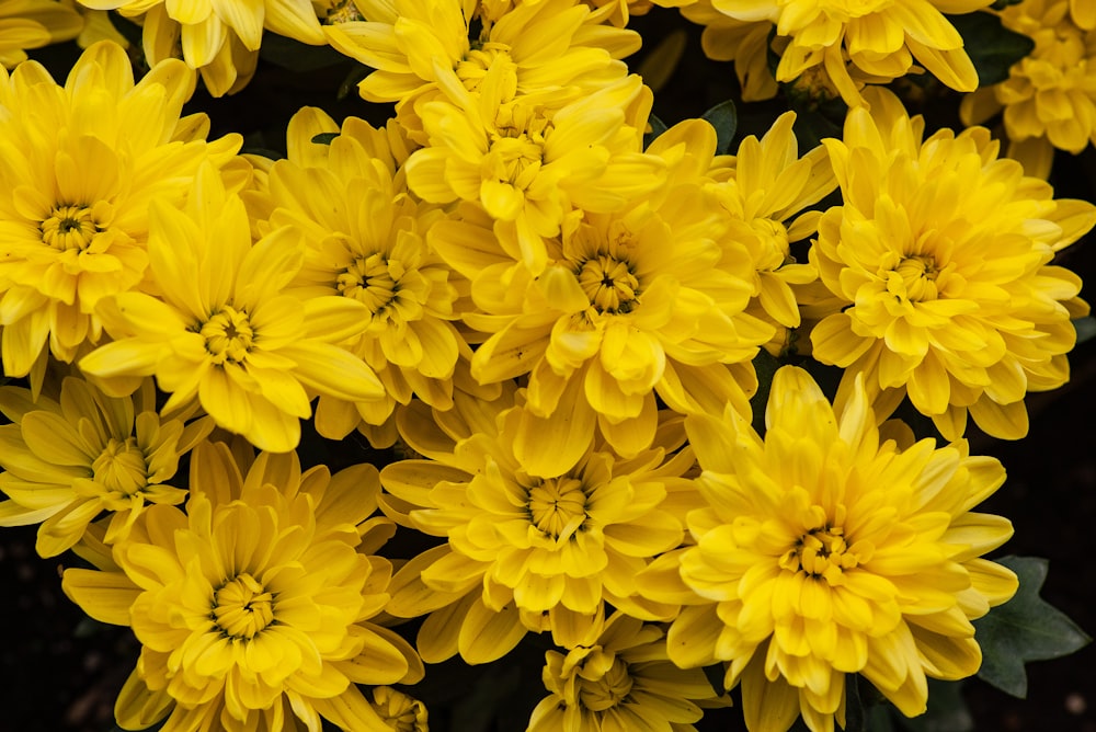 yellow-petaled flowers
