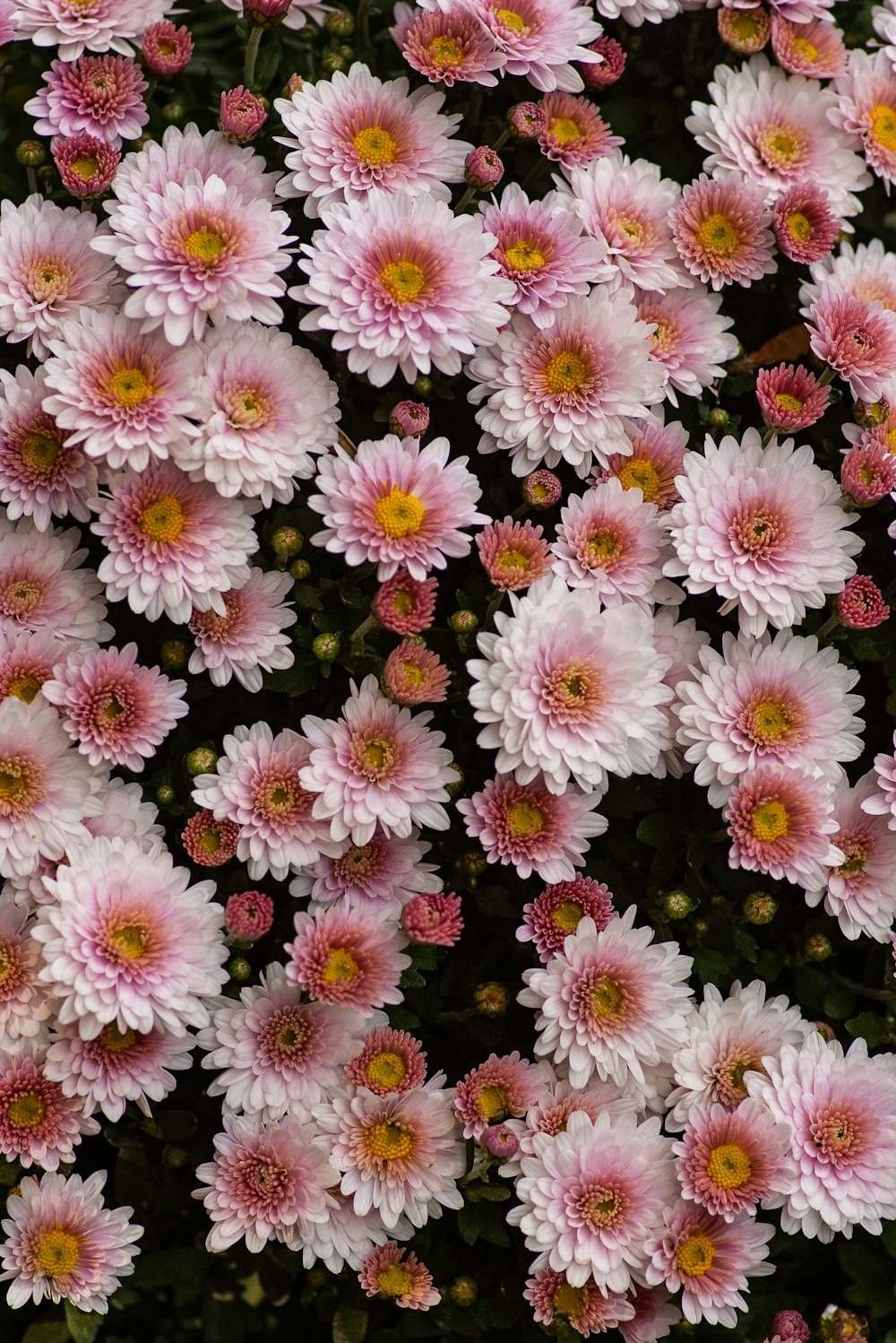 Flwoers de pétalas brancas e cor-de-rosa
