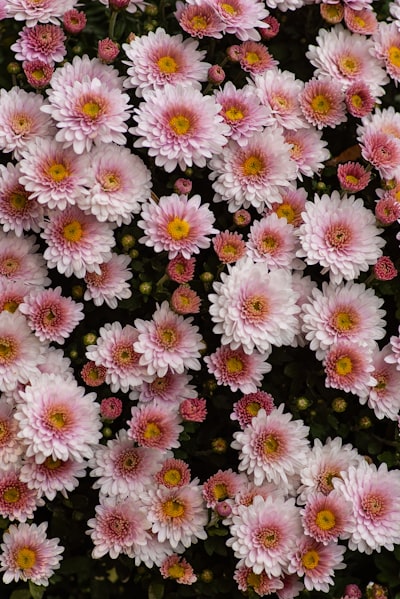Crisantemos em detalhe