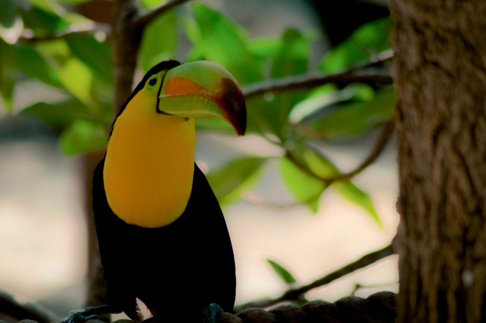 Pájaro de Macao en el árbol