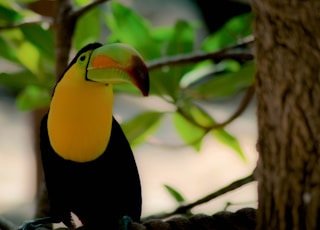 macau bird on tree