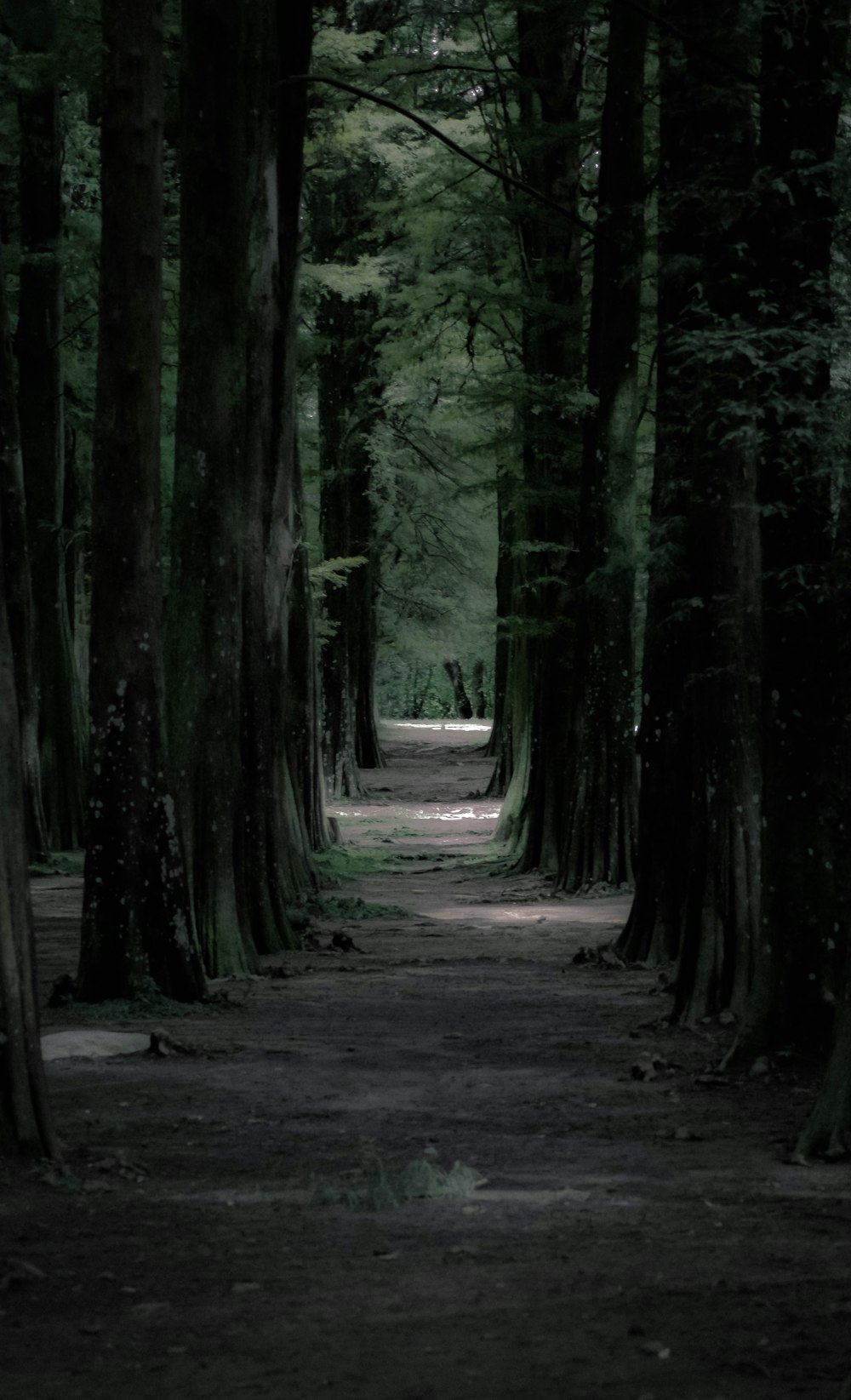 tree lined path in woods