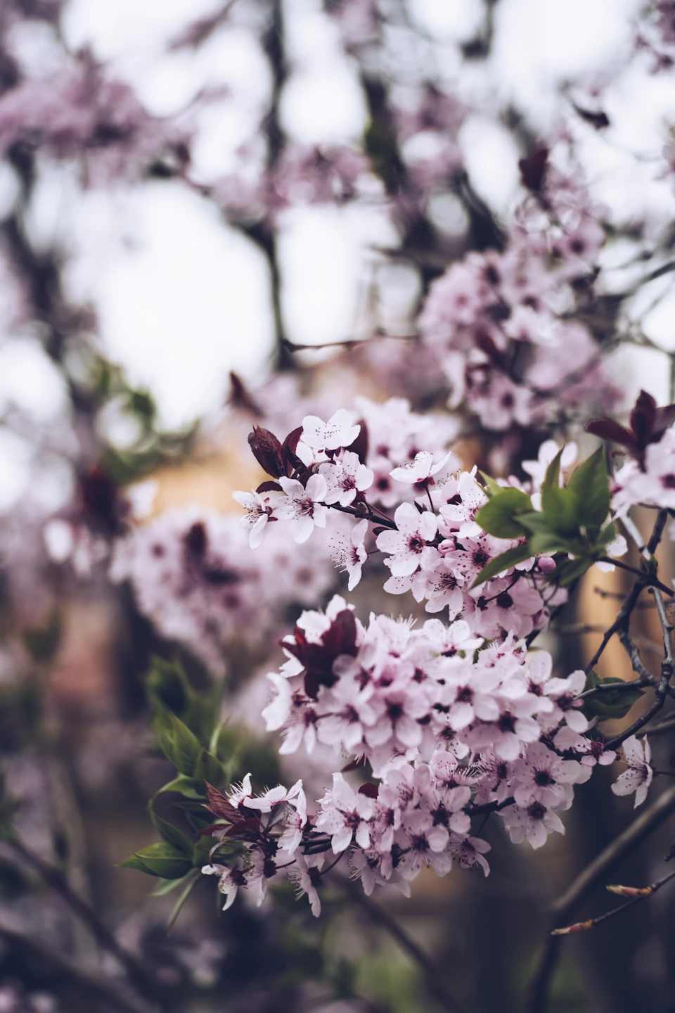 The image depicts a close-up view of a tree branch adorned with delicate pink flowers, their petals unfurling to reveal intricate details. The flowers are in full bloom, creating a vibrant contrast against the backdrop of the blurred green leaves that surround them. The background is intentionally blurred, drawing focus to the blossoms and enhancing their prominence within the frame.