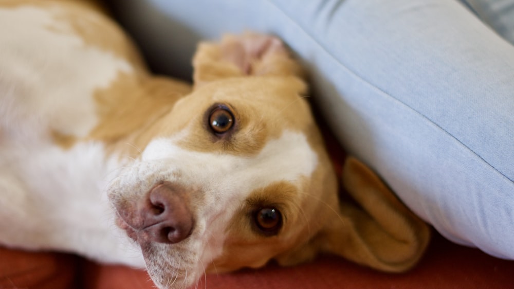 short-coated tan dog