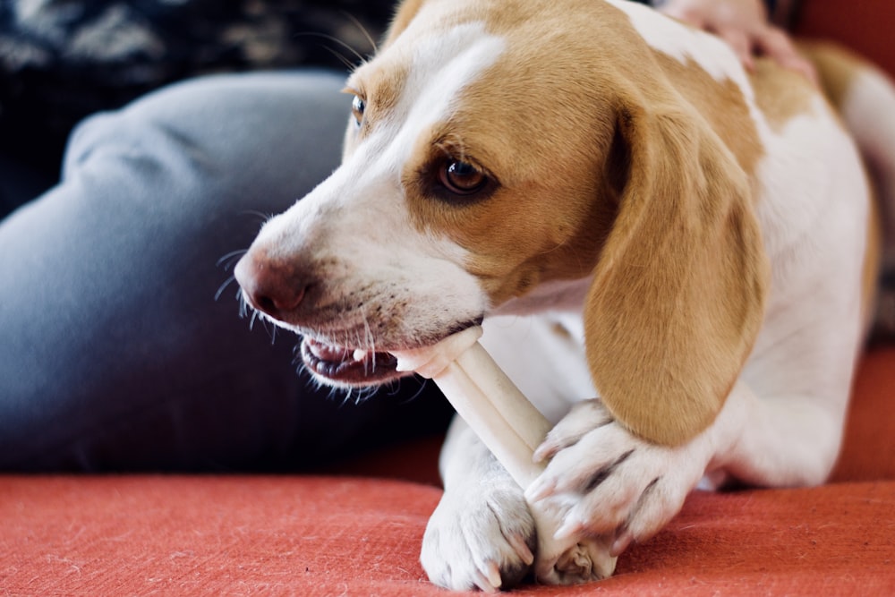 dog eating bone