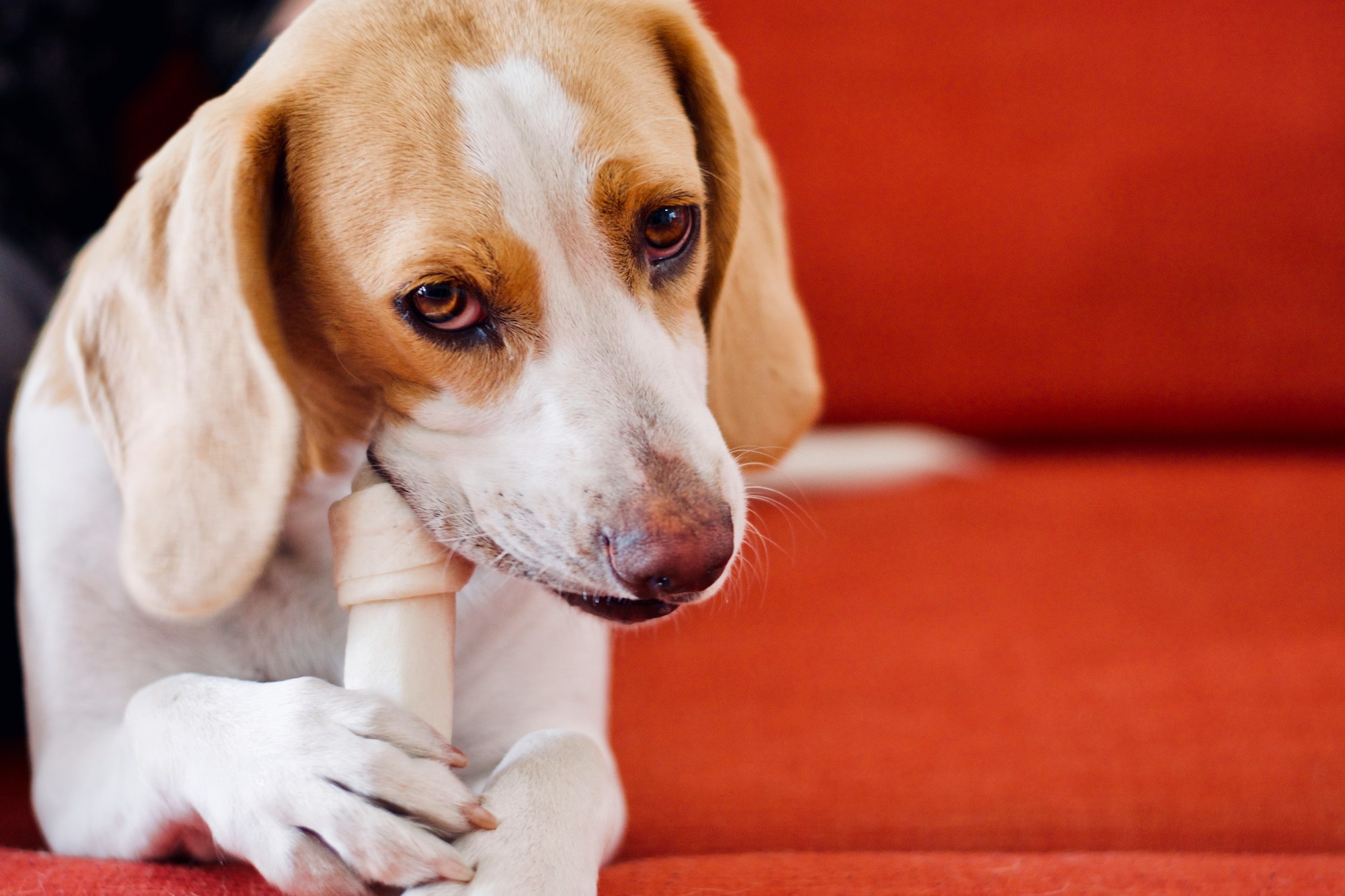 My beautiful beagle enjoying her chew treat!