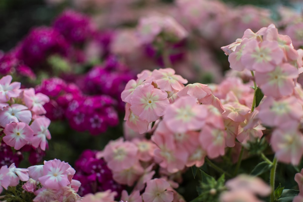 three pink, purple, and white flowers in closeup photo