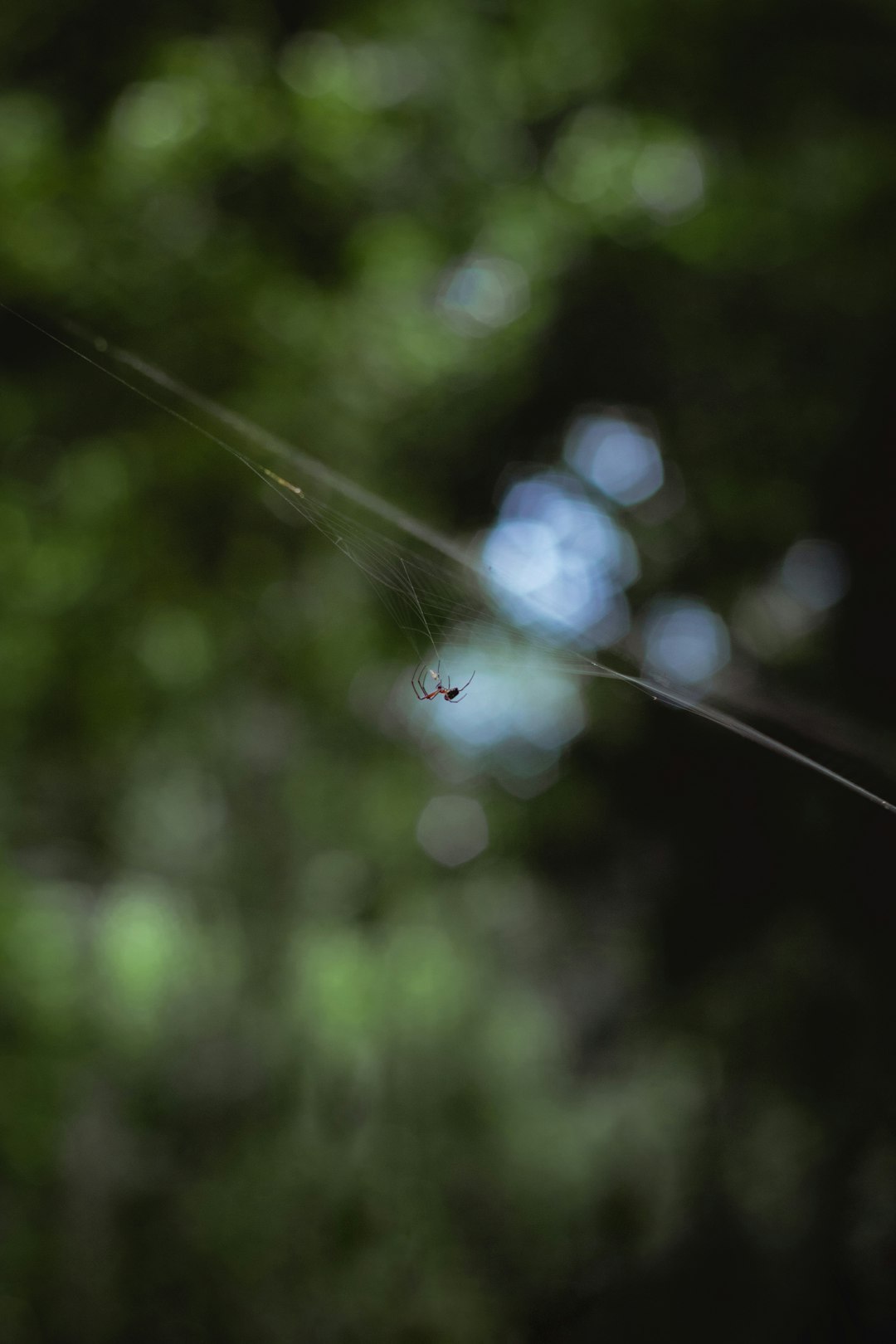 closeup photography of spider on web