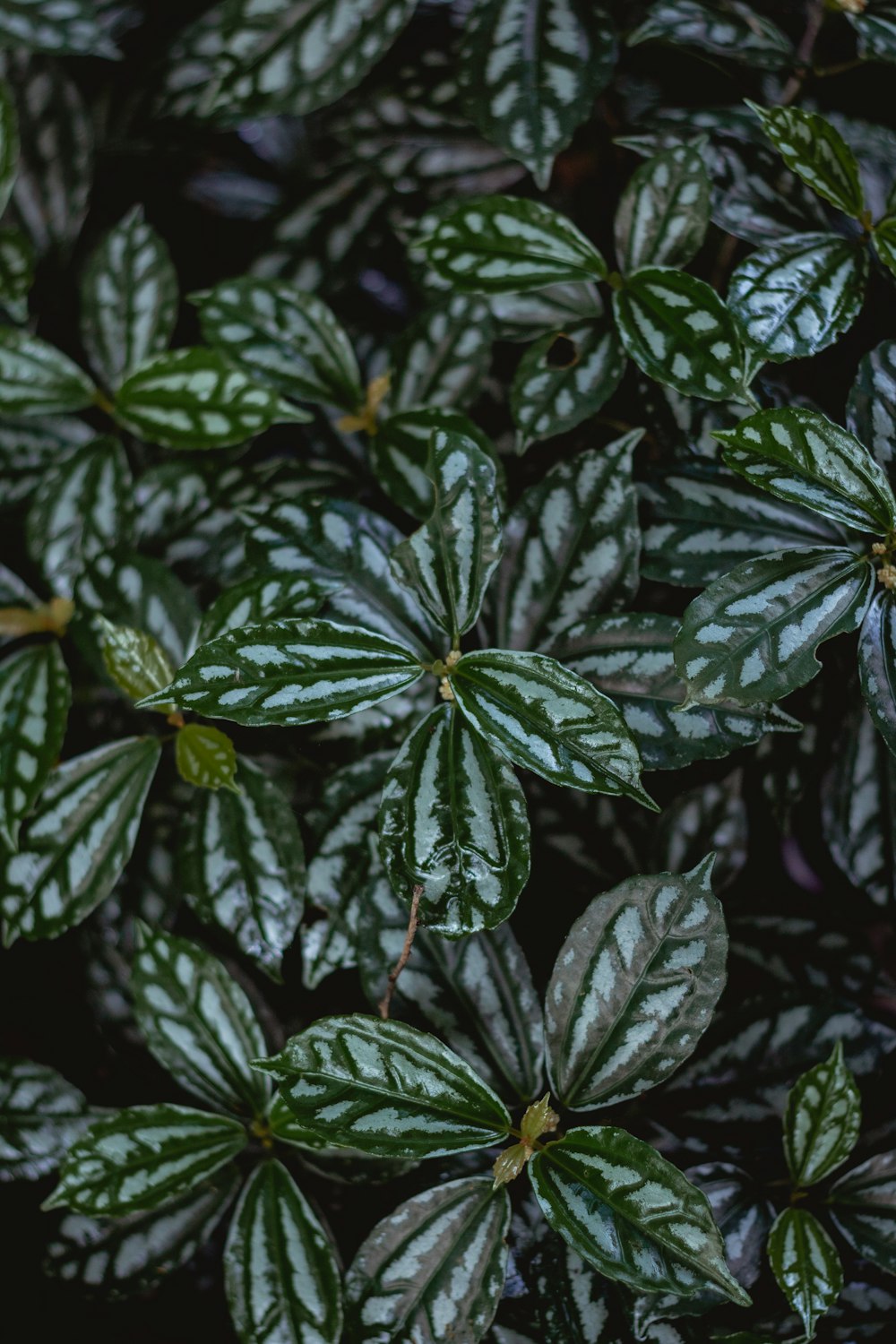 green-and-white leaf