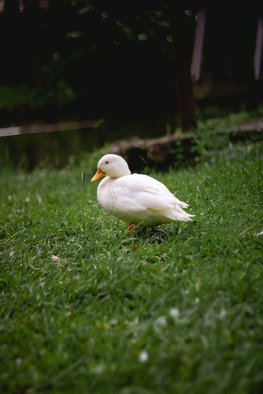 white duck on green grasses