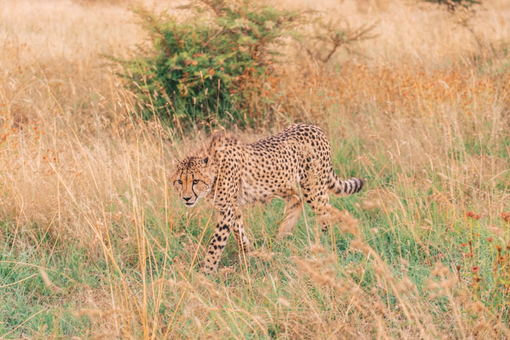 shallow focus photo of cheetah