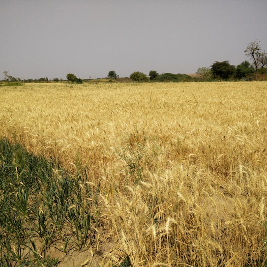 A vast wheat field stretches across the landscape under a clear, blue sky. The golden stalks of wheat appear ready for harvest, with a few patches of green vegetation at the edge. Sparse trees are visible in the distance, adding depth to the scene.