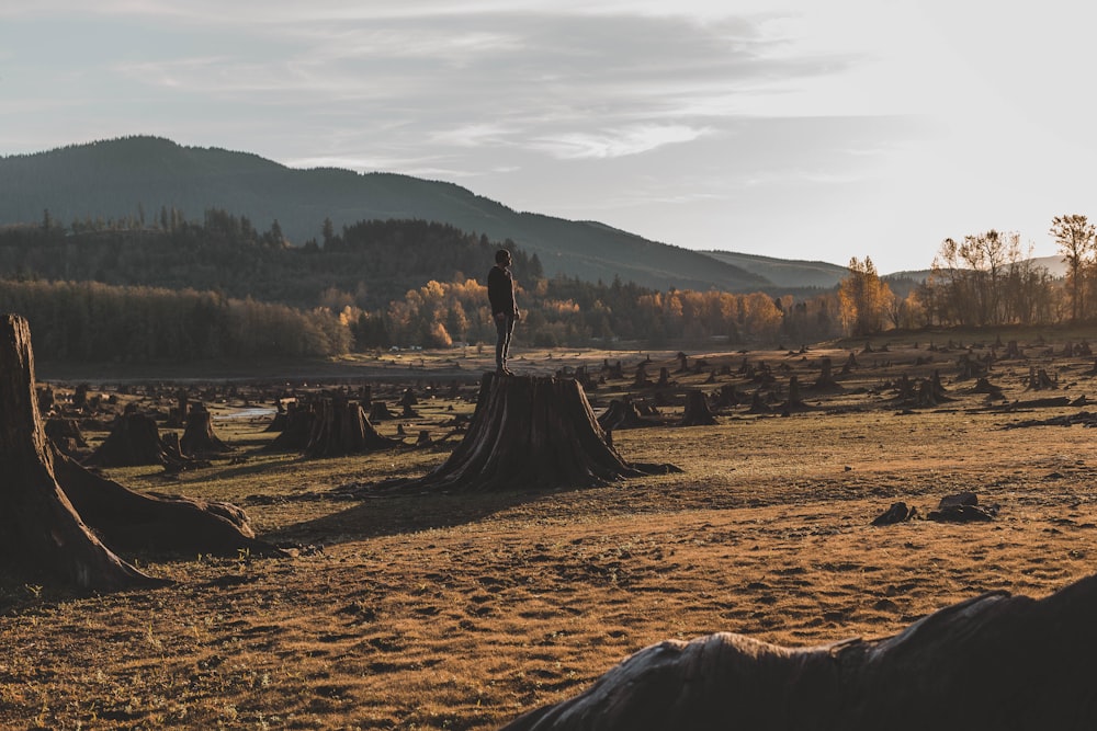 silhouette of person standing on wood stump