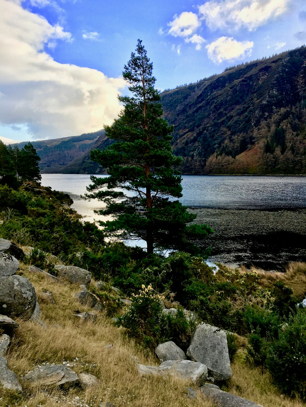 green trees beside lake