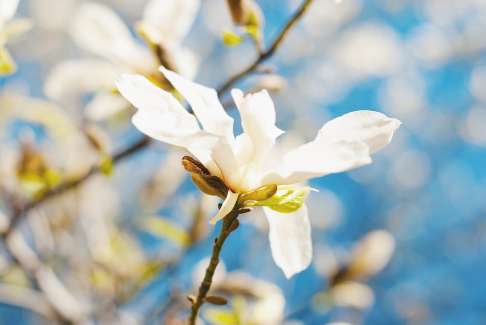 shallow focus photo of white flower