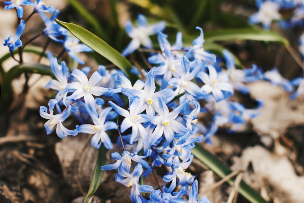 blooming blue and white irish flowers