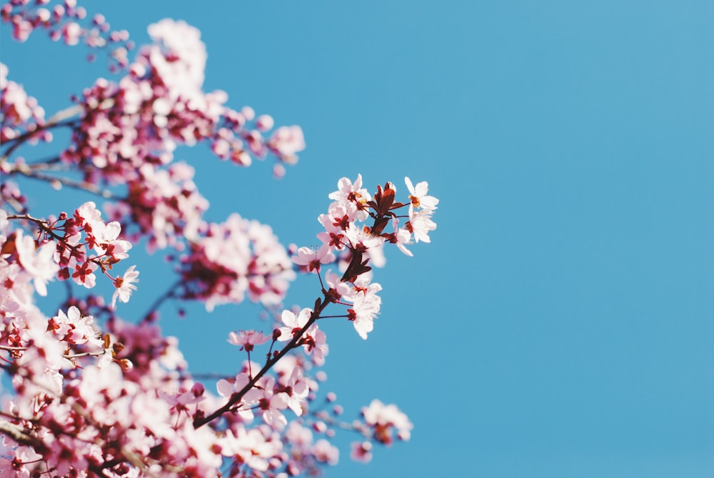 low angle photography of cherry blossom