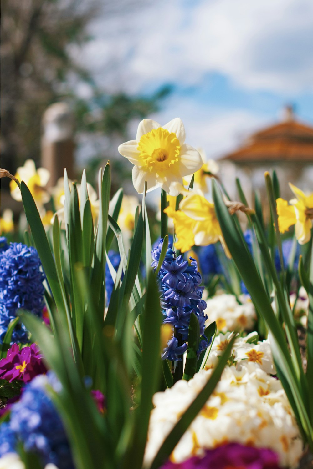 selective focus photography of yellow flower