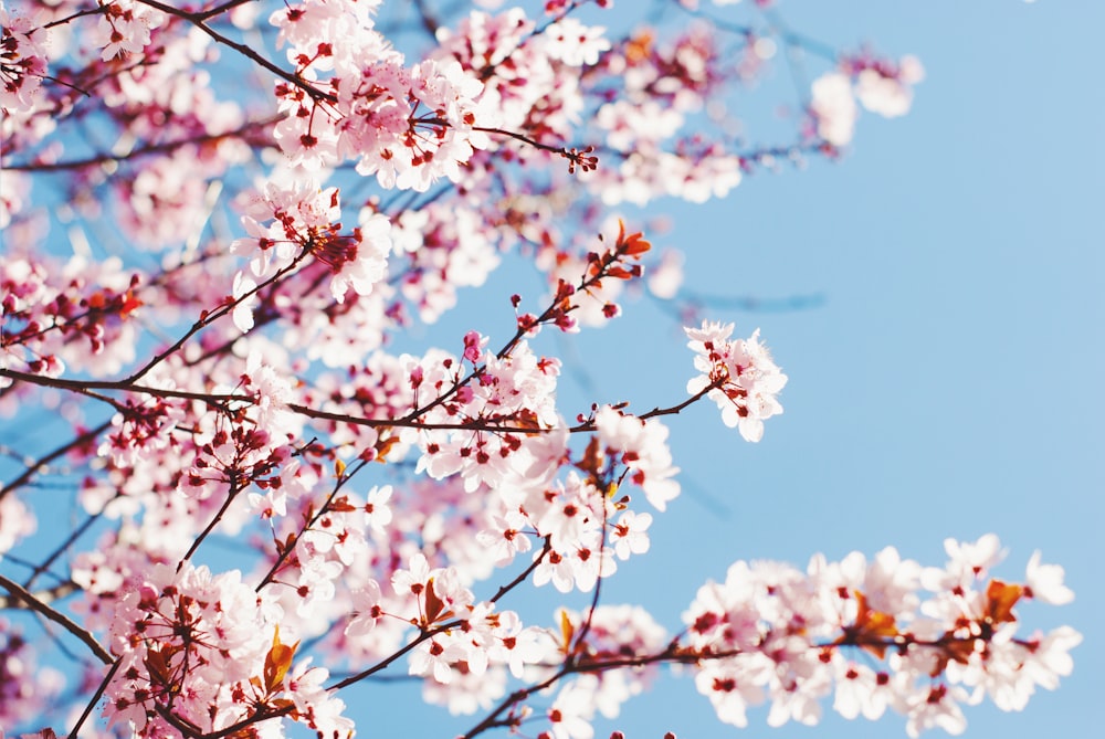 shallow focus photo of white and pink cherry blossoms