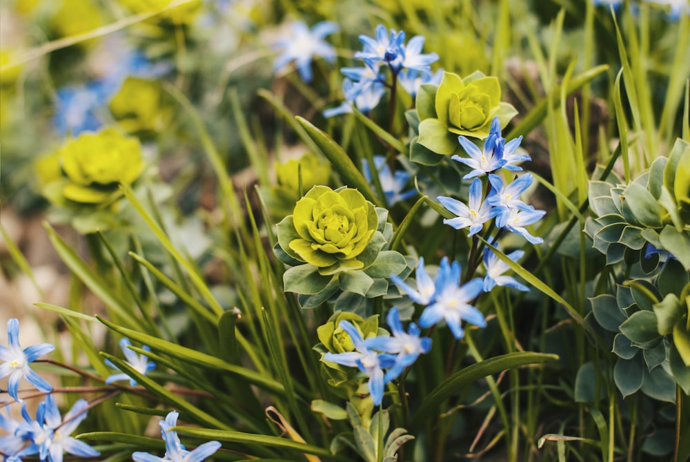 blue and green petaled flowers