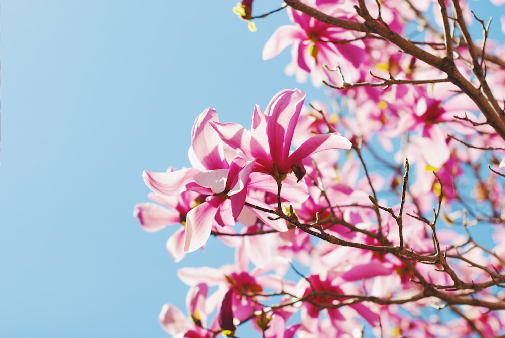 pink petaled flowers