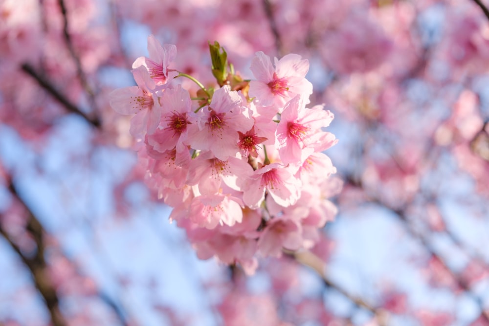 shallow focus photo of pink cherry blossoms